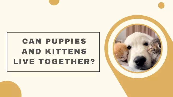 can puppies and kittens live together