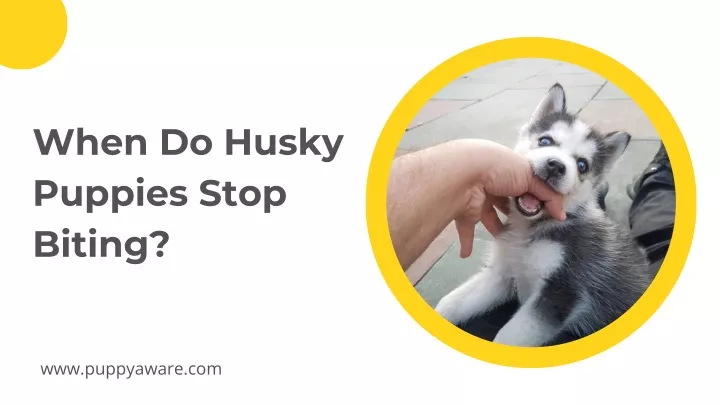 when do husky puppies stop biting
