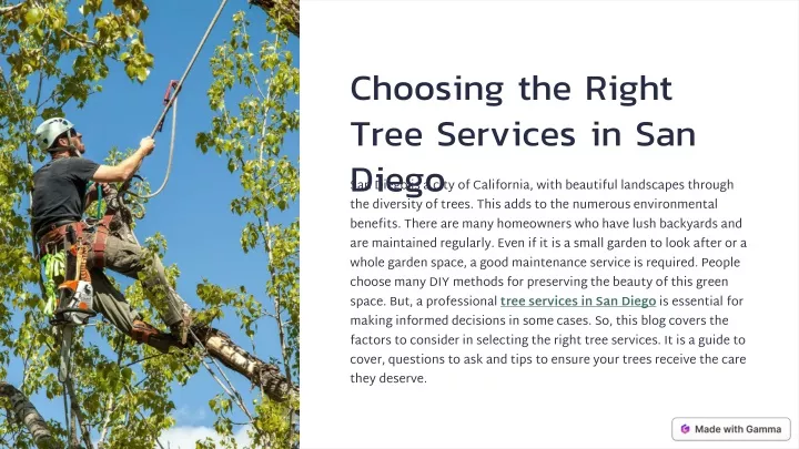 choosing the right tree services in san diego