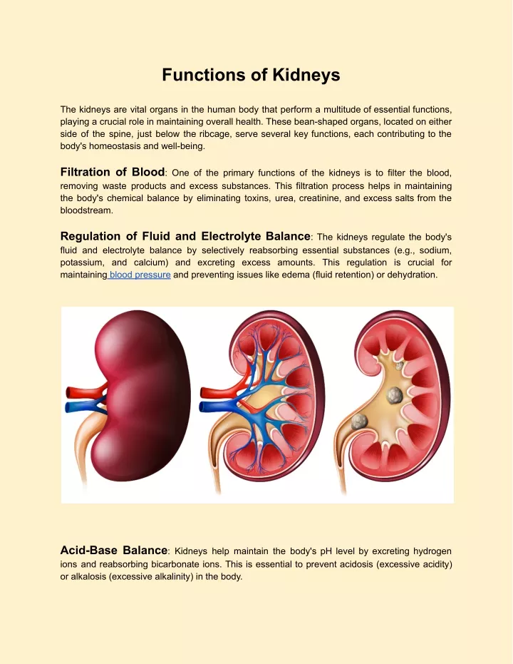 functions of kidneys