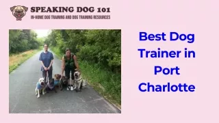 Choose the Right Dog Trainer for Your Needs in Port Charlotte