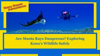 Are Manta Rays Dangerous Exploring Kona’s Wildlife Safely