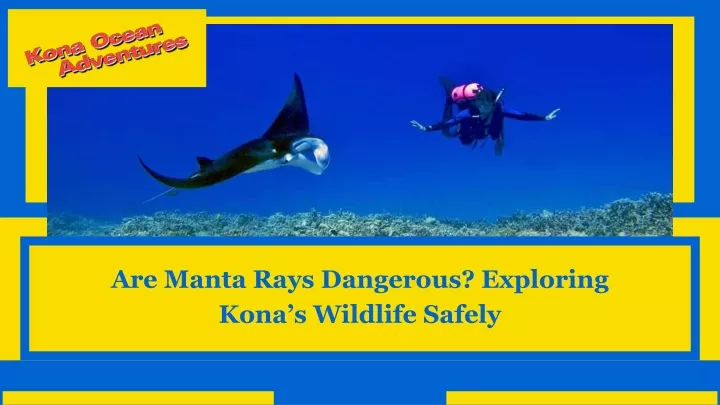 are manta rays dangerous exploring kona
