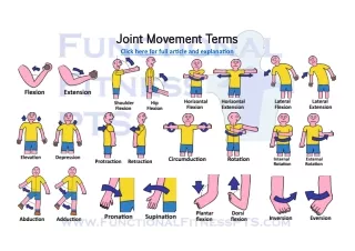 Anatomical Joint Movement Terms