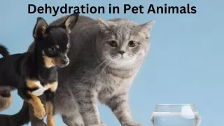 Dehydration in Pet Animals