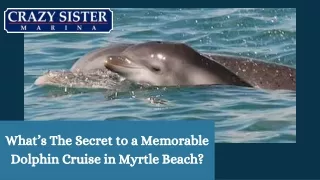 What’s The Secret to a Memorable Dolphin Cruise in Myrtle Beach