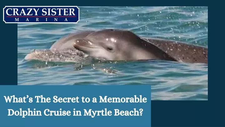 what s the secret to a memorable dolphin cruise