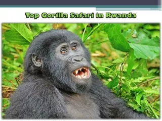 Top Gorilla Safari in Rwanda