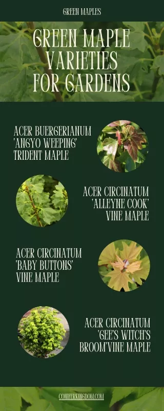 Green Maple Varieties for Creating Great Outdoor Gardens