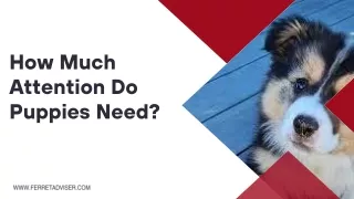 How Much Attention Do Puppies Need