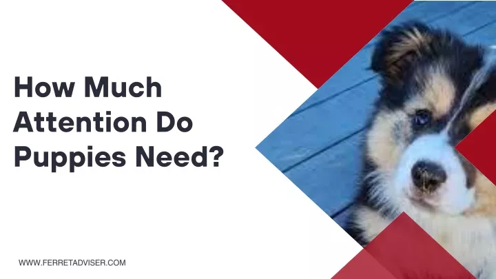 how much attention do puppies need