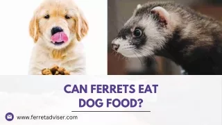 Can Ferrets Eat Dog Food