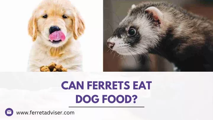 can ferrets eat dog food www ferretadviser com