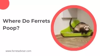 Where Do Ferrets Poop