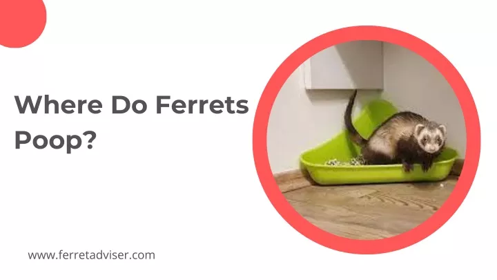 where do ferrets poop
