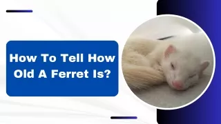 How To Tell How Old A Ferret Is