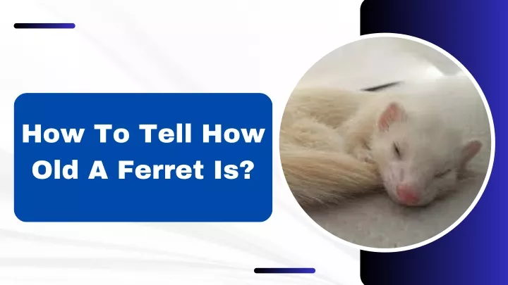 how to tell how old a ferret is