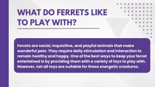 WHAT DO FERRETS LIKE TO PLAY WITH