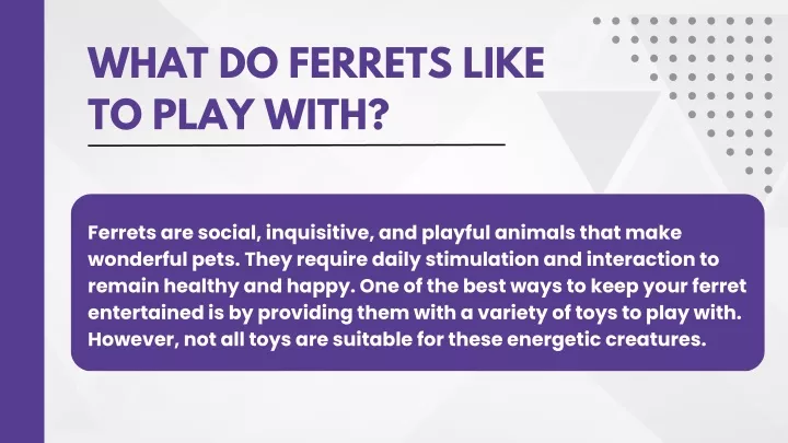 what do ferrets like to play with