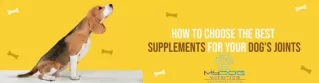 How To Choose The Best Supplements For Your Dog’s Joints