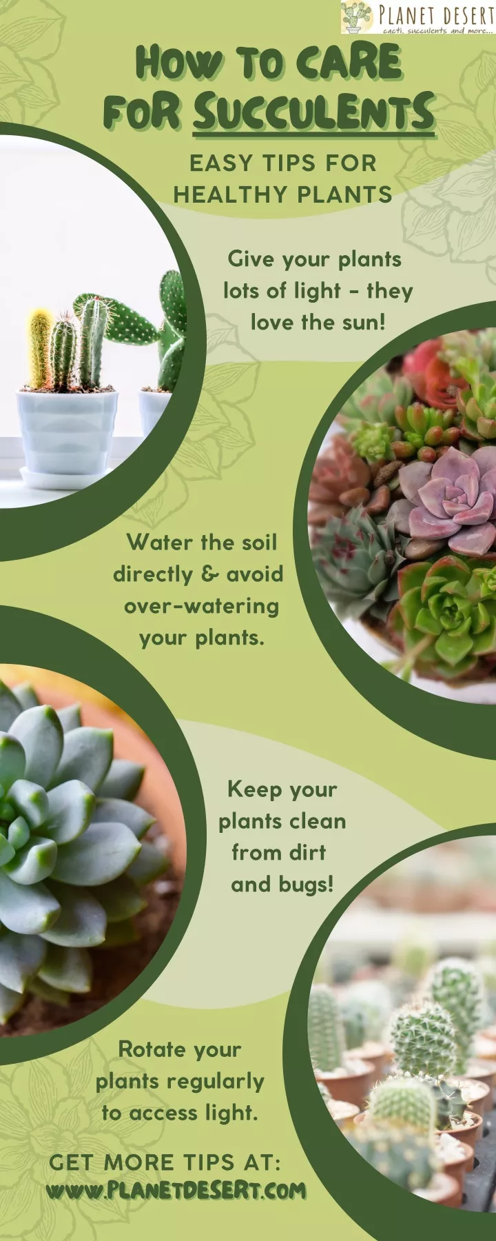 how to care for succulents