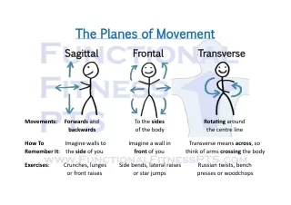 Anatomical Planes of Movement