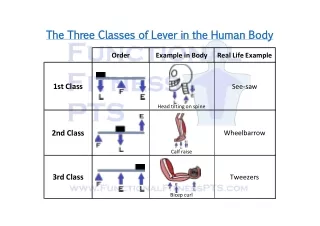 The Three Classes of Lever in the Human Body