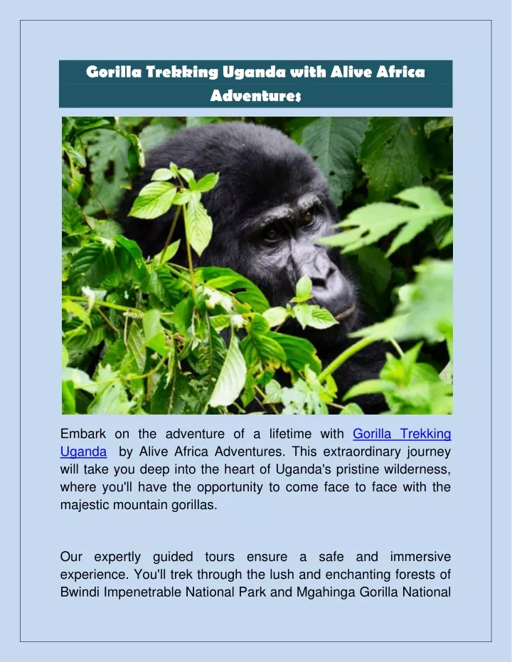 gorilla trekking uganda with alive africa