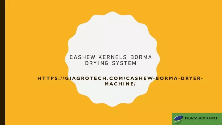 cashew kernels borma drying system