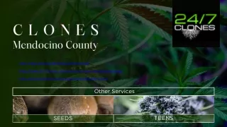 Clones Supplier Mendocino County