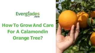 How To Grow And Care For A Calamondin Orange Tree?