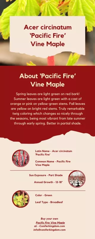 Acer circinatum ‘Pacific Fire’Vine Maple