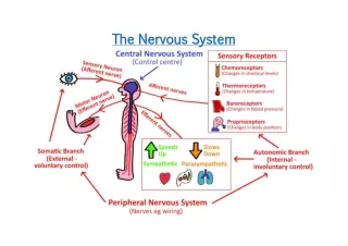 The Nervous System - Level 3