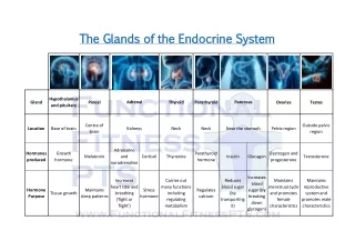 The Endocrine Glands (Endocrine System)