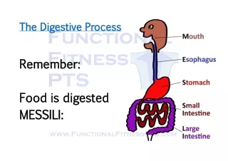 The Route Taken By Food During Digestion