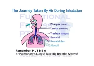 Respiratory System: The Journey Taken By Air During Inhalation