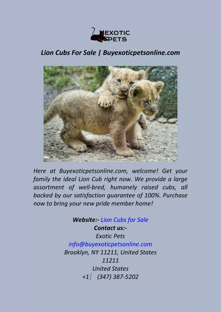 lion cubs for sale buyexoticpetsonline com