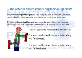 The Difference Between The Anterior and Posterior Longitudinal Ligaments