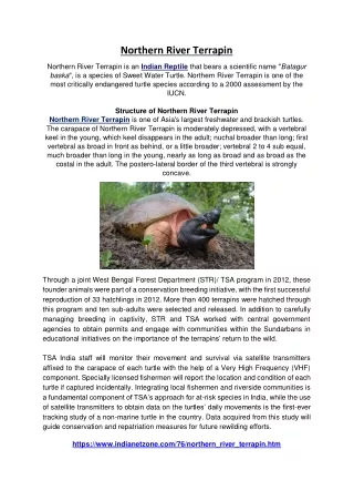 northern river terrapin