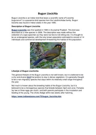 bugun liocichla