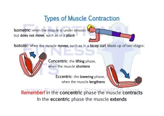 Types of Muscle Contraction