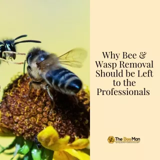 Why Bee and Wasp Removal Should Be Left To The Professionals