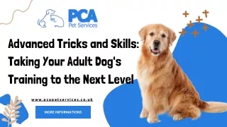 Advanced Tricks and Skills Taking Your Adult Dog's Training to the Next Level