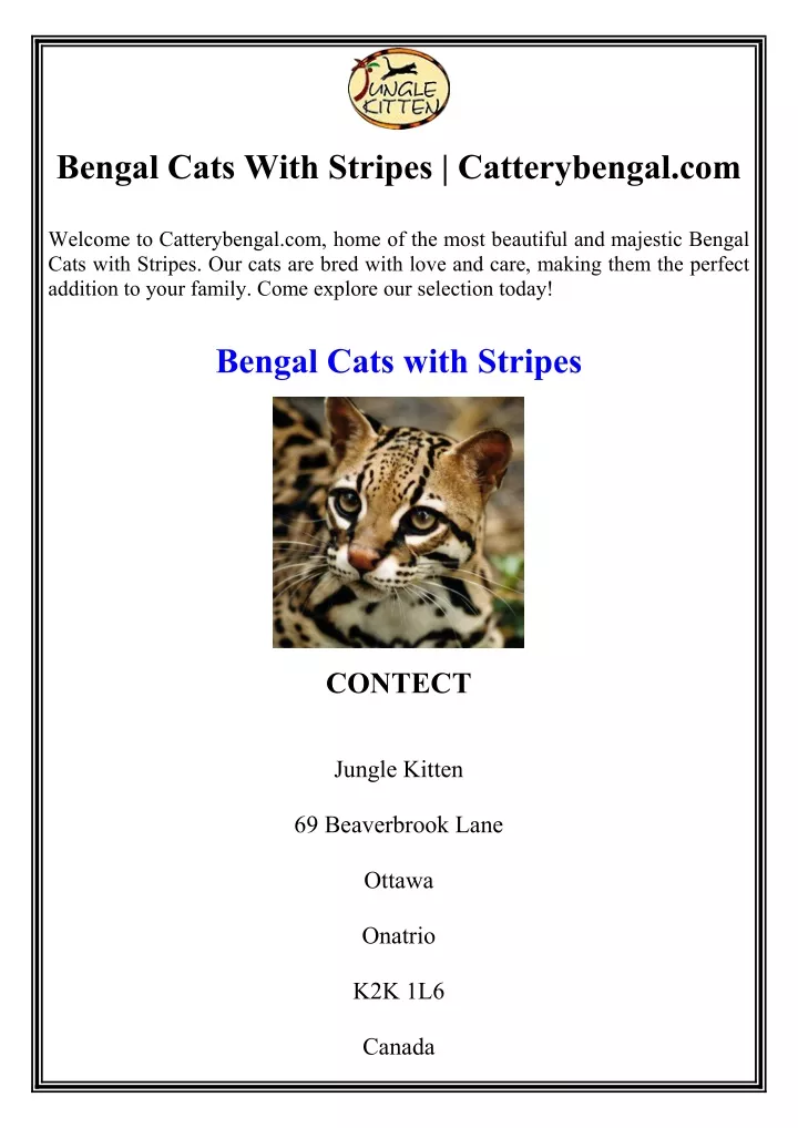 bengal cats with stripes catterybengal com