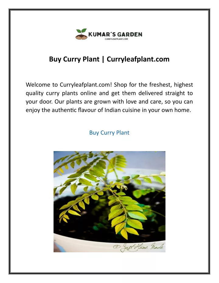 buy curry plant curryleafplant com