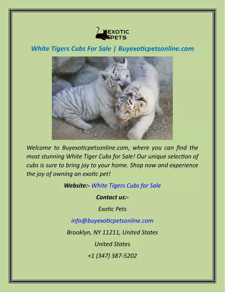 white tigers cubs for sale buyexoticpetsonline com
