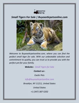 Small Tigers For Sale  Buyexoticpetsonline