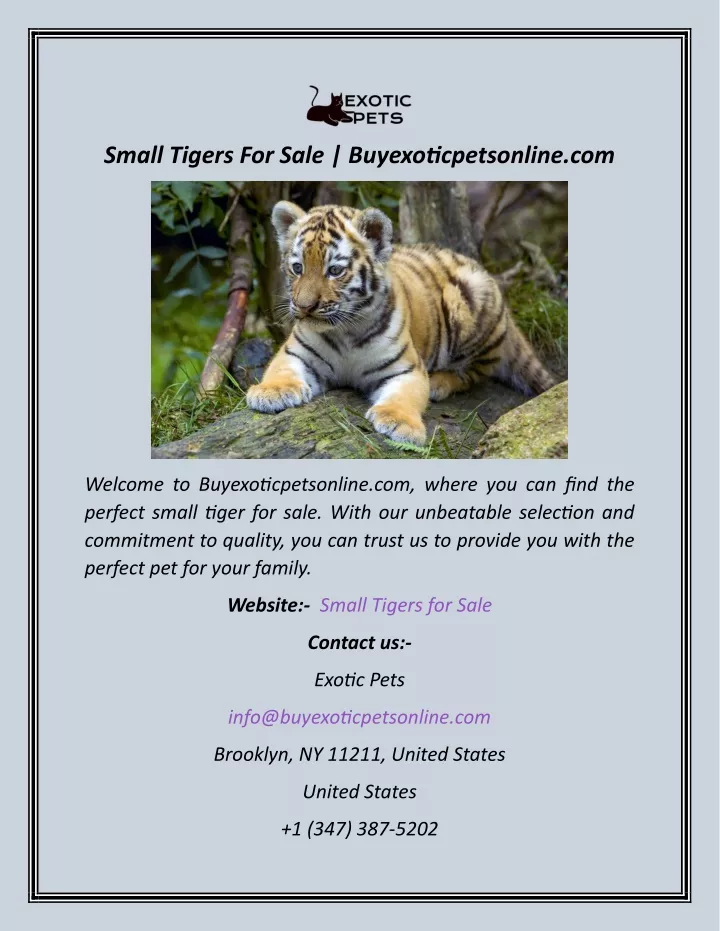 small tigers for sale buyexoticpetsonline com
