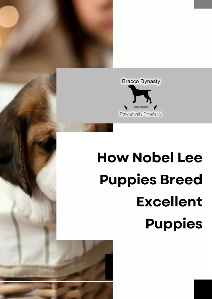 how nobel lee puppies breed excellent puppies