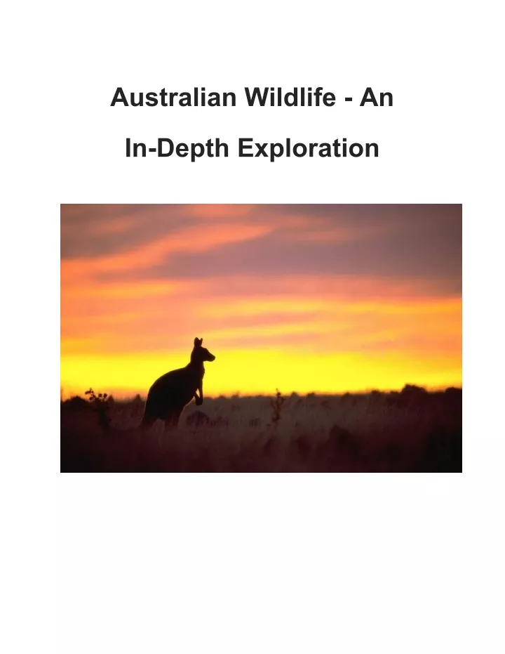 australian wildlife an